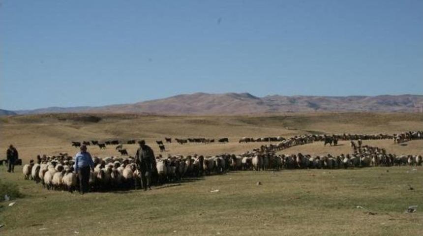 Havalar Isındı, 140 Bin Hayvan Muş'a D&ouml;n&uuml;yor