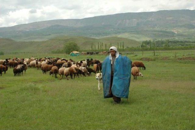 Havalar Isındı, 140 Bin Hayvan Muş'a Dönüyor