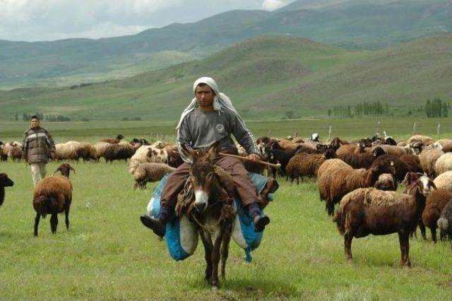 Havalar Isındı, 140 Bin Hayvan Muş'a Dönüyor