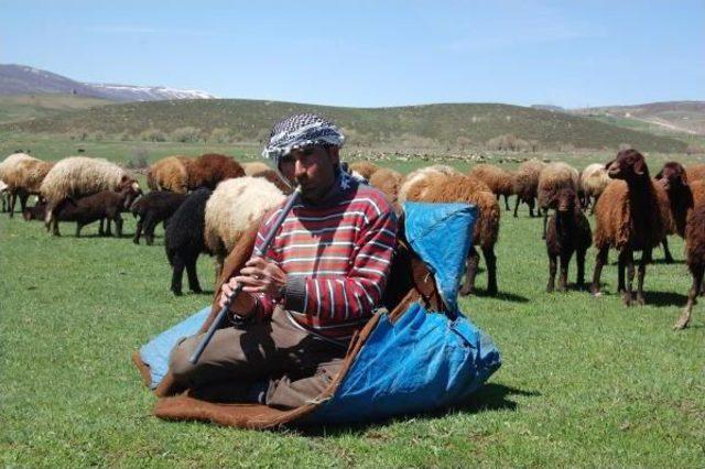 Havalar Isındı, 140 Bin Hayvan Muş'a Dönüyor