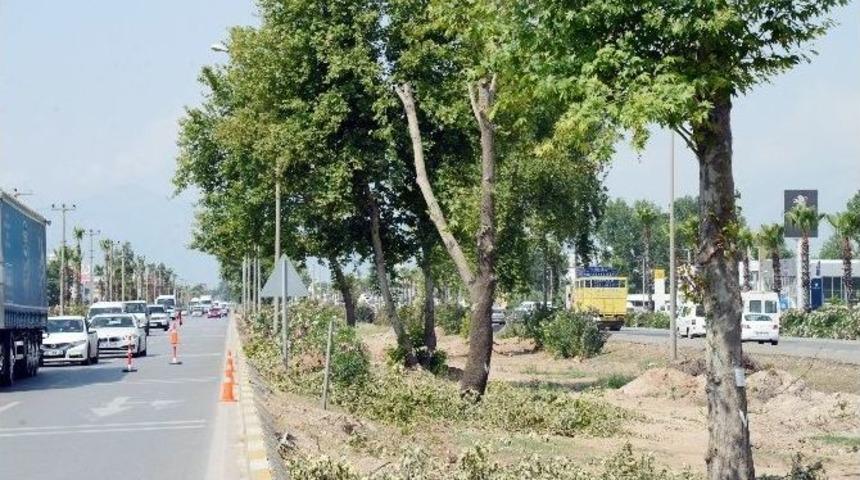 Raylı Sistem G&uuml;zergahından Bin 300 Ağa&ccedil; Expo Alanına Taşındı