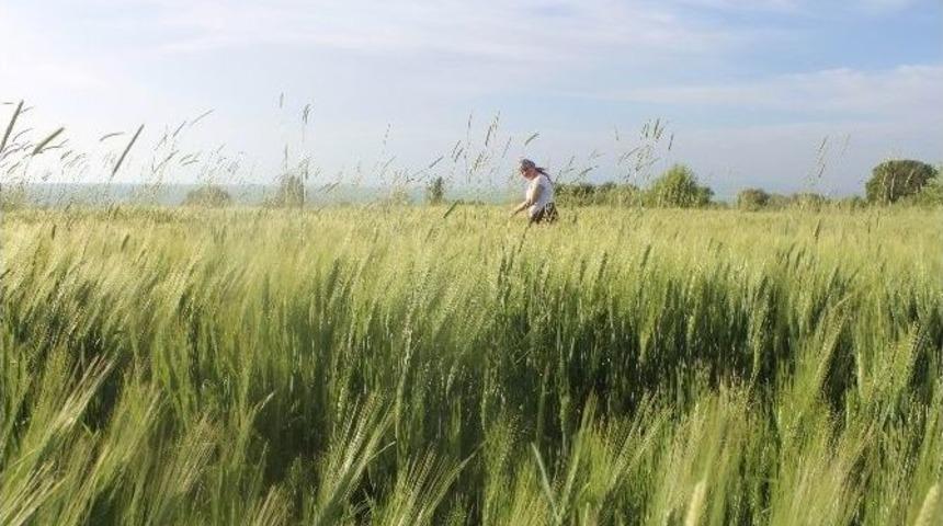 Beyşehir&rsquo;de Yağışlar &Uuml;reticinin Y&uuml;z&uuml;n&uuml; G&uuml;ld&uuml;rd&uuml;