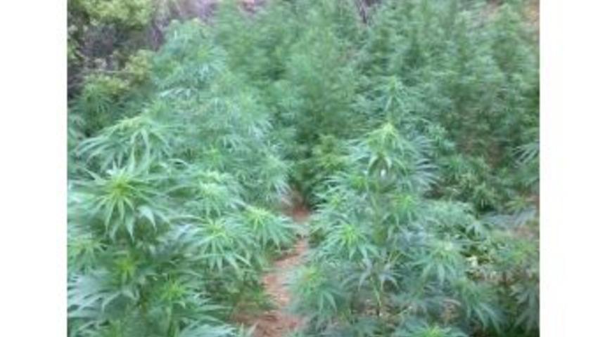 İzmir Jandarması Uyuşturucu Tacirlerine G&ouml;z A&ccedil;tırmıyor