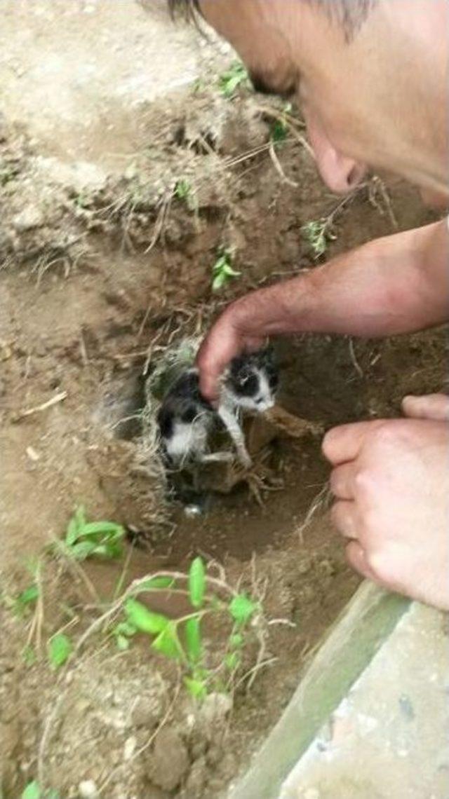 Yağmur Suyu Borusuna Sıkışan Kediyi İtfaiye Ekipleri Kurtardı