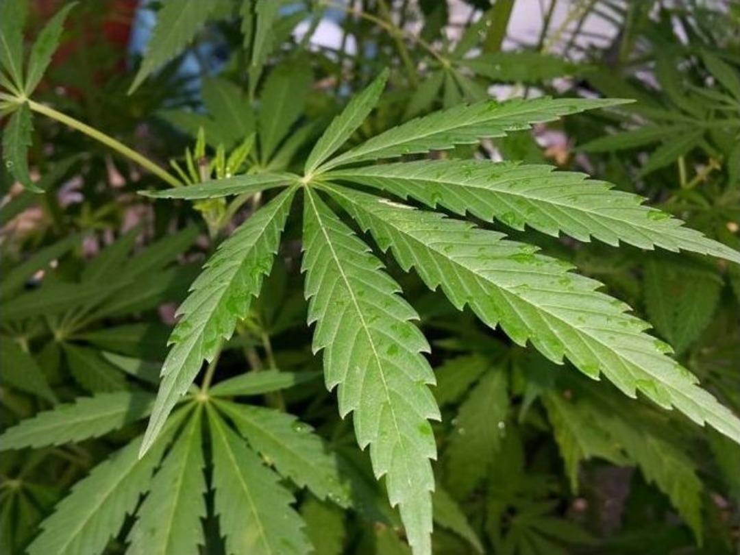 Sapanca&rsquo;da 130 K&ouml;k Hint Keneviri Ele Ge&ccedil;irildi