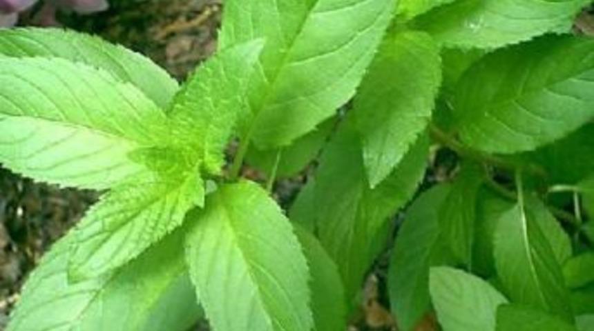 Mide Sorununuzu Yaban Nanesi İle &Ccedil;&ouml;z&uuml;n