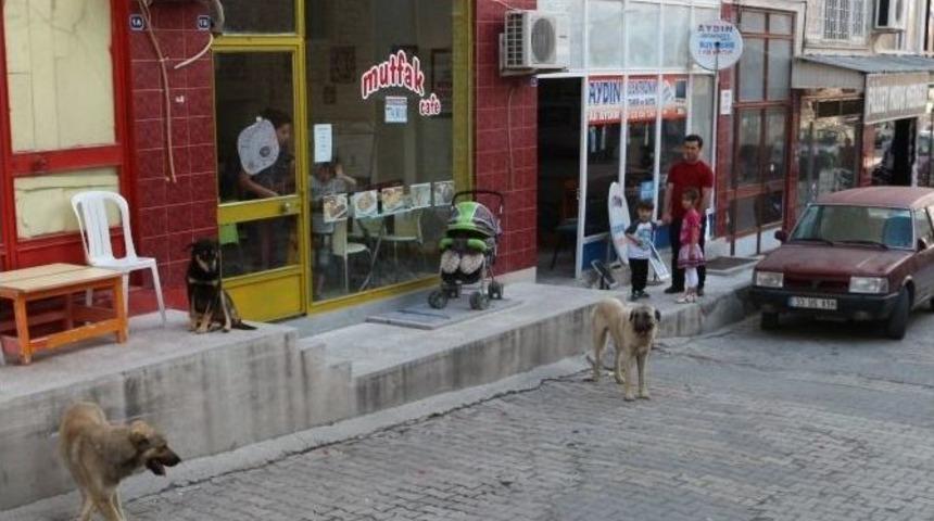 Mut&rsquo;ta Başıboş Sokak K&ouml;pekleri Toplanıyor