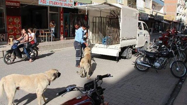 Mut’ta Başıboş Sokak Köpekleri Toplanıyor