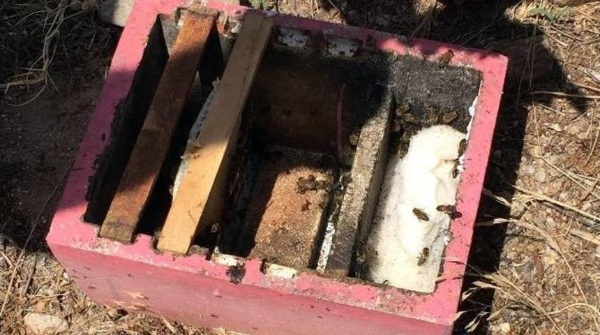 Aydın&rsquo;da Ana Arı &Uuml;retimi Yapan İşletmeler Kontrolden Ge&ccedil;ti