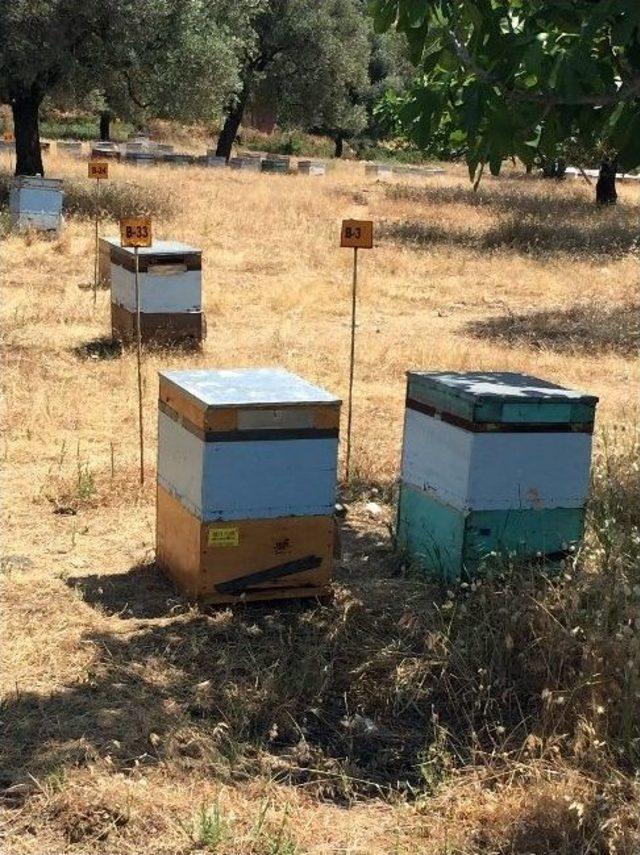 Aydın&rsquo;da Ana Arı &Uuml;retimi Yapan İşletmeler Kontrolden Ge&ccedil;ti 2