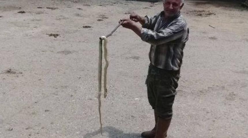 Biga&rsquo;da Dama Giren Yılan Korkuttu