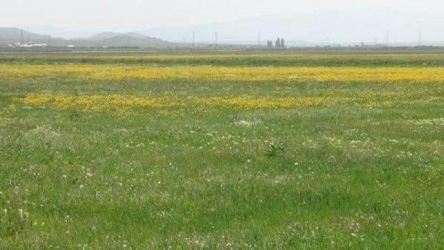 Kafkas Üniversitesi Kampusu 160 Kuş Türüne Ev Sahipliği Yapıyor 2