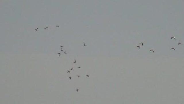 Kafkas Üniversitesi Kampusu 160 Kuş Türüne Ev Sahipliği Yapıyor 3