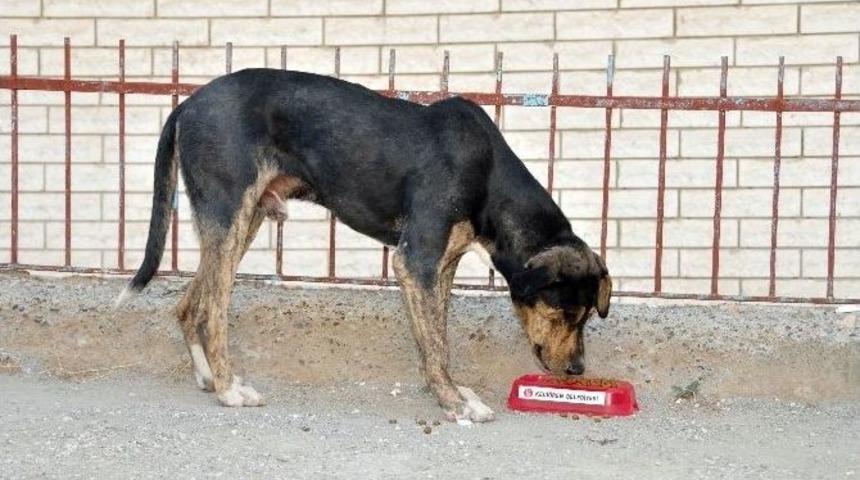 Ke&ccedil;i&ouml;ren Belediyesi&rsquo;nden Sokak Hayvanları İ&ccedil;in Parklara Su Ve Mama Kabı