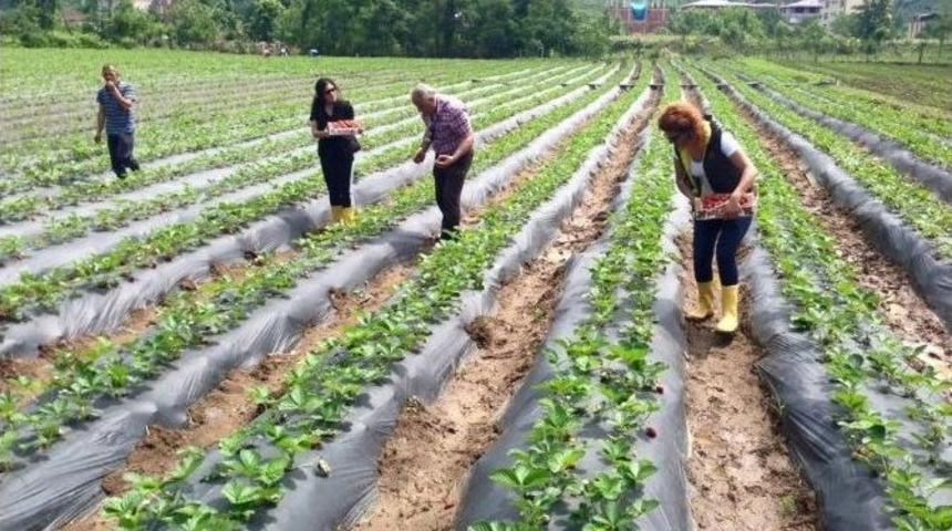 Ordu&rsquo;da &Ccedil;ilek &Uuml;retimi Ayağa Kalktı