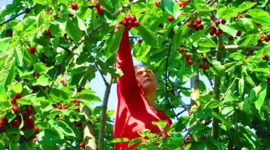Kiraz Üreticisinin Umudu 'napolyon'da