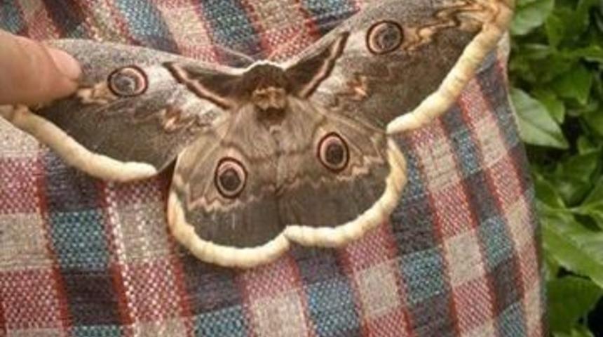 Kelebeğin Kanatlarındaki İnsan Fig&uuml;r&uuml; İlgi &Ccedil;ekti