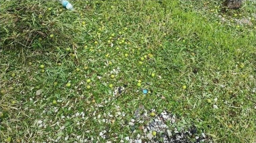 Polatlı&rsquo;da Yağan Dolu 4 Bin D&ouml;n&uuml;m Alana Zarar Verdi