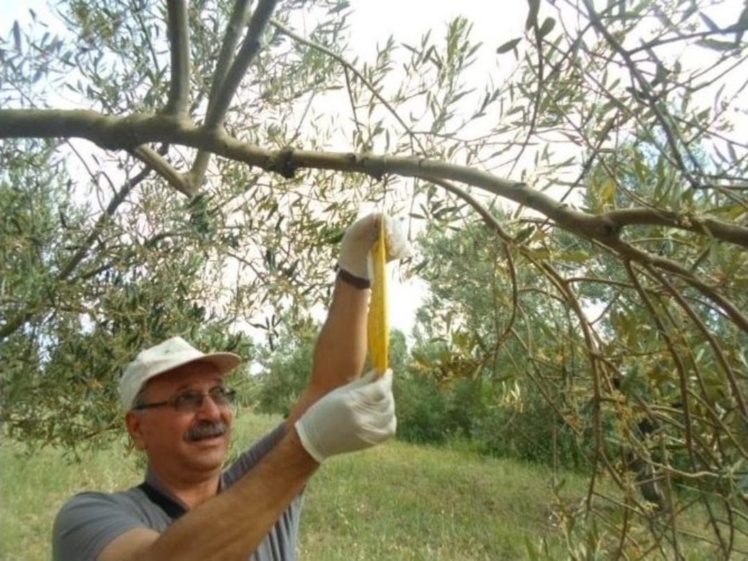 Burhaniye&rsquo;de Zeytin Sineği Sayımı