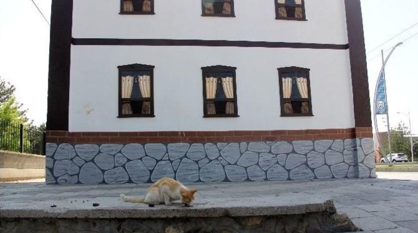 Elektrik Trafolarını Gezerek Arama Yapan Ağbaba Kedilere Ciğer Verdi