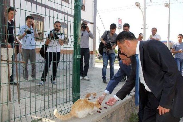 Elektrik Trafolarını Gezerek Arama Yapan Ağbaba Kedilere Ciğer Verdi 1