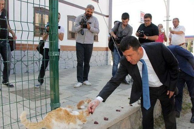 Elektrik Trafolarını Gezerek Arama Yapan Ağbaba Kedilere Ciğer Verdi 2