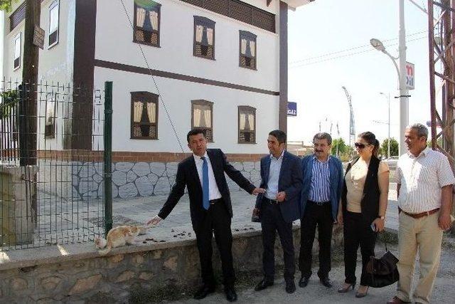 Elektrik Trafolarını Gezerek Arama Yapan Ağbaba Kedilere Ciğer Verdi 3