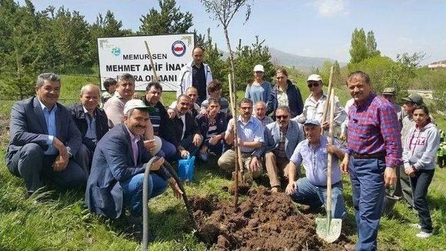 Memur Sen Kurucu Başkan Mehmet Akif İnan Anısına 14 Bin Fidan Dikti