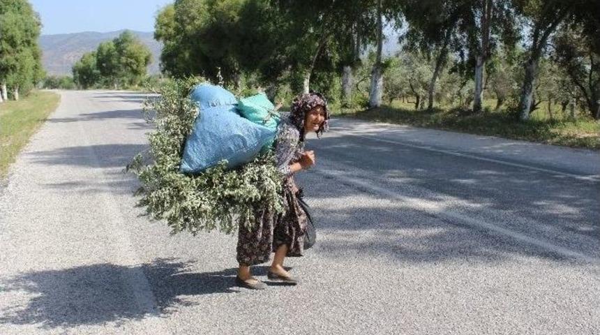 Sevgihan Teyze&rsquo;nin Hayat M&uuml;cadelesi