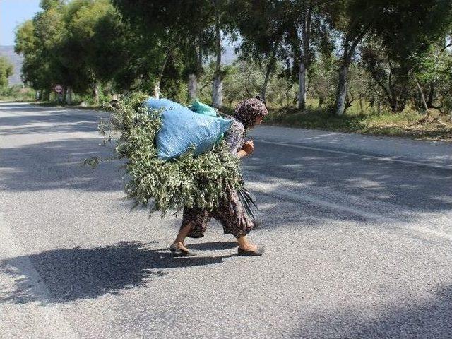 Sevgihan Teyze’nin Hayat Mücadelesi