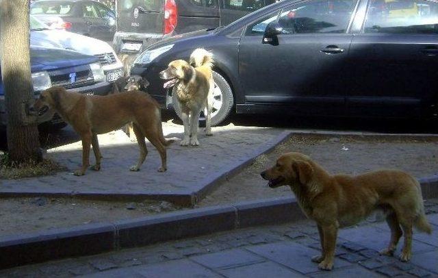 Didim’de Yabancılar Sokak Hayvanlarına Sahip Çıkıyor