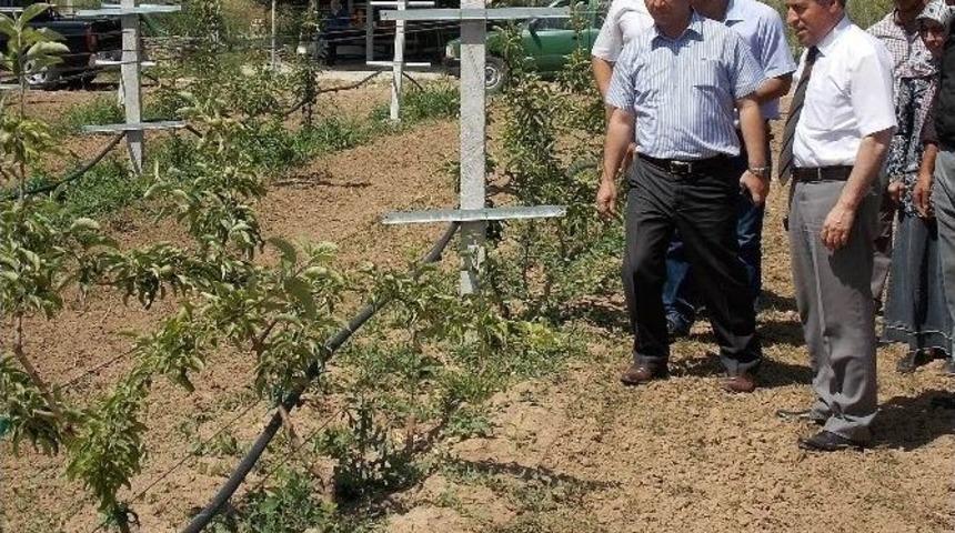Meyvecilik Projeleri Meyvelerini Vermeye Başladı