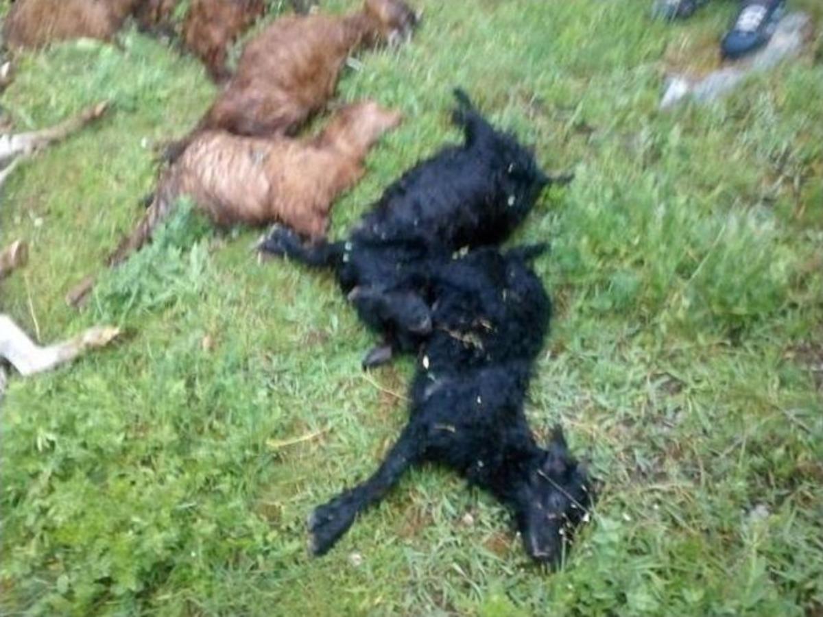 Dursunbey&rsquo;de Yıldırım D&uuml;şmesi Sonucu 124 Hayvan Telef Oldu