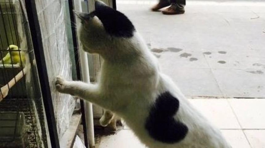 Kalp&rsquo;e B&uuml;y&uuml;k İlgi