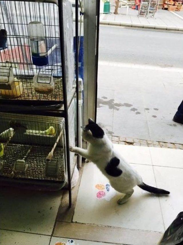 Kalp&rsquo;e B&uuml;y&uuml;k İlgi 1