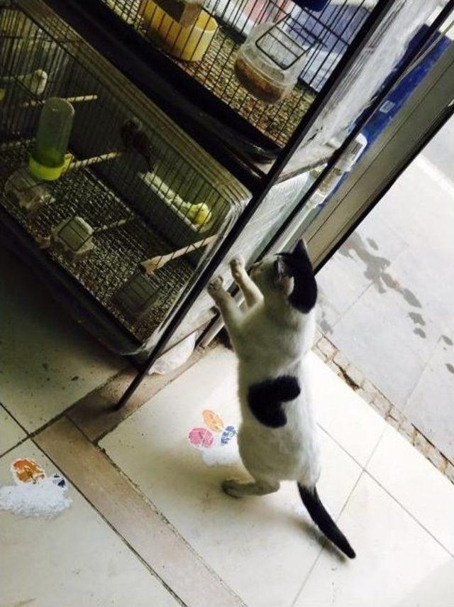 Kalp&rsquo;e B&uuml;y&uuml;k İlgi 2