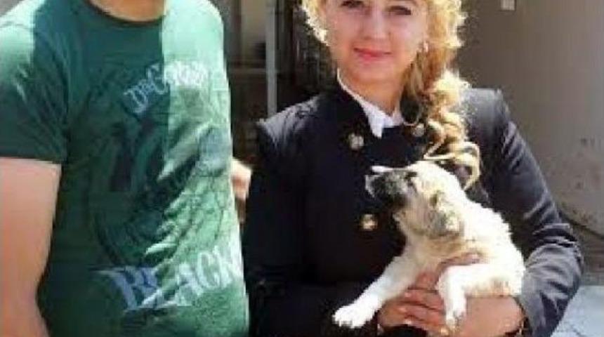 Mayıs&rsquo;Ta 124 K&ouml;pek Daha Yeni Yuvasına Kavuştu