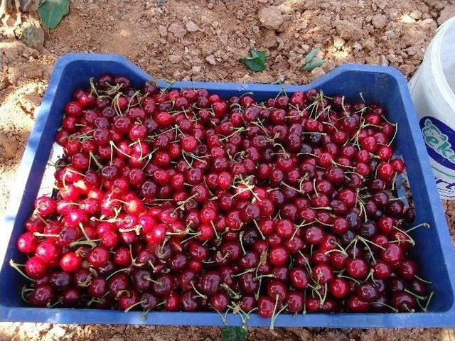 Kiraz Ağaçlarında Eküy Projesi Kapsamında Analiz