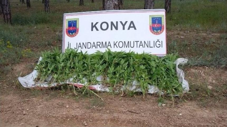 Jandarmadan Seraya Kenevir Baskını