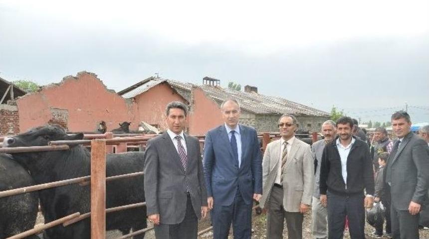 Damızlık Boğalar Kurayla Dağıtıldı