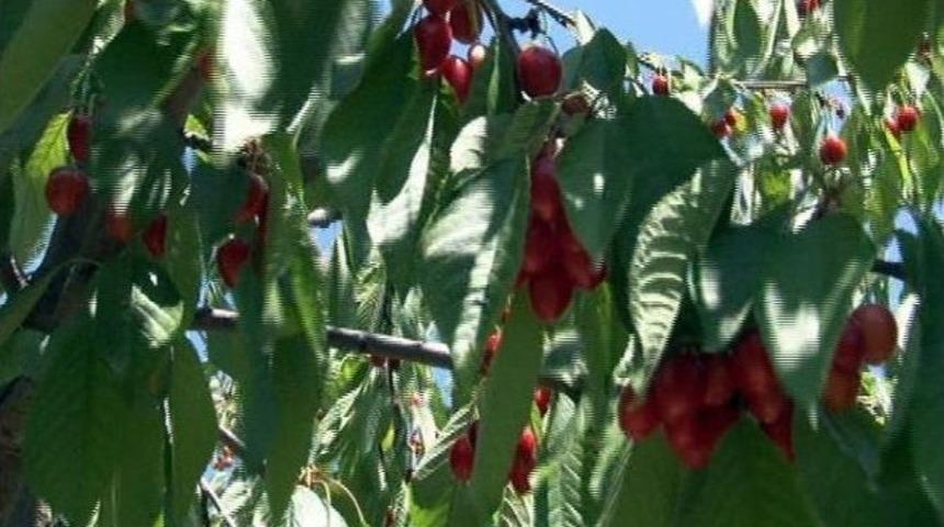 Yeşilyurt Kirazlarında İla&ccedil;lamalar Bitti