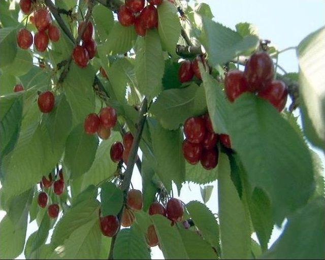 Yeşilyurt Kirazlarında İlaçlamalar Bitti