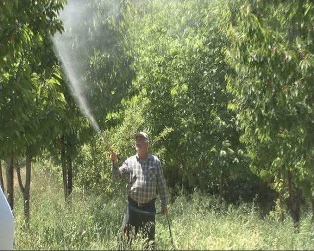 Yeşilyurt Kirazlarında İlaçlamalar Bitti