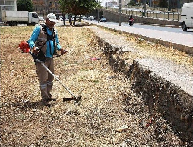 Artan Anız Yangınları Üzerine Belediye Yabani Otları Temizliyor