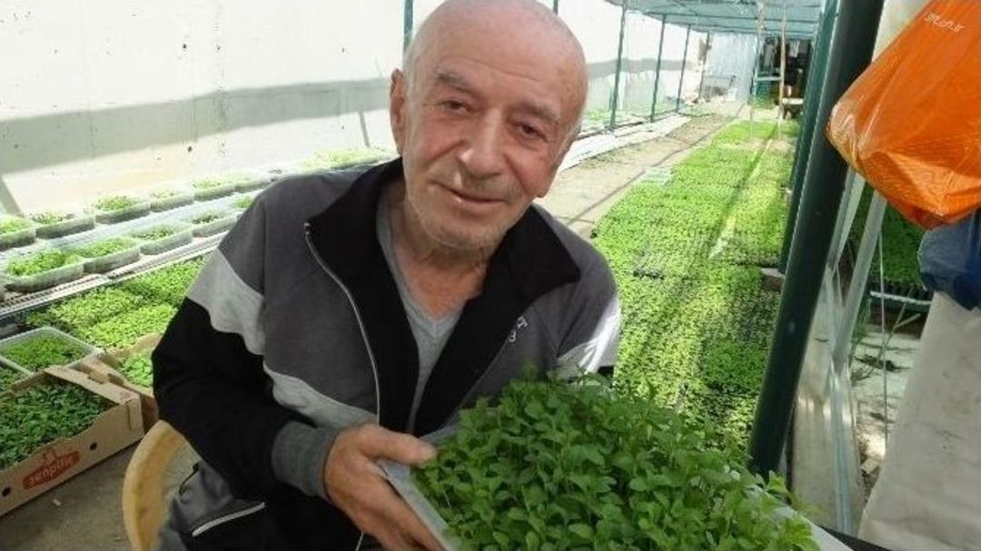 T&uuml;rkiye&rsquo;de Şeker Otu Burhaniye&rsquo;de &Uuml;retiliyor