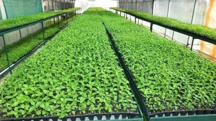 Türkiye’de Şeker Otu Burhaniye’de Üretiliyor G1