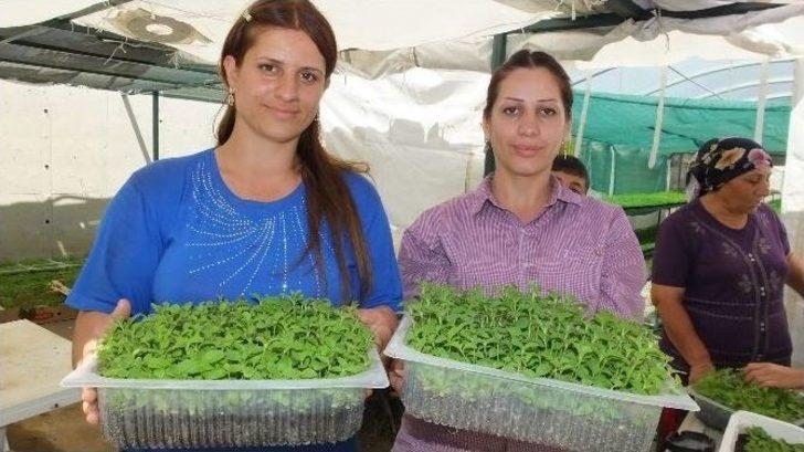 Türkiye’de Şeker Otu Burhaniye’de Üretiliyor G2