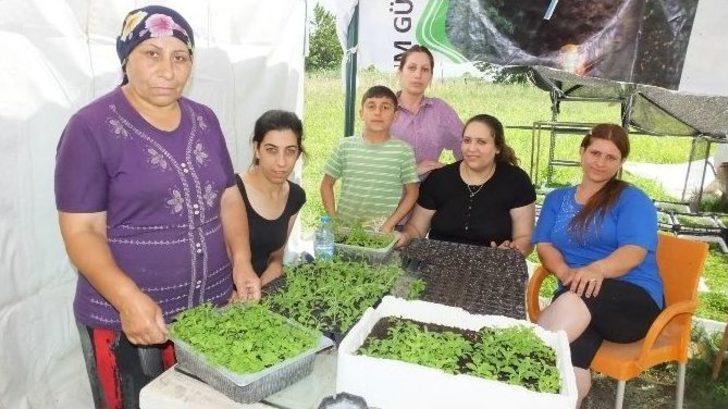 Türkiye’de Şeker Otu Burhaniye’de Üretiliyor G3