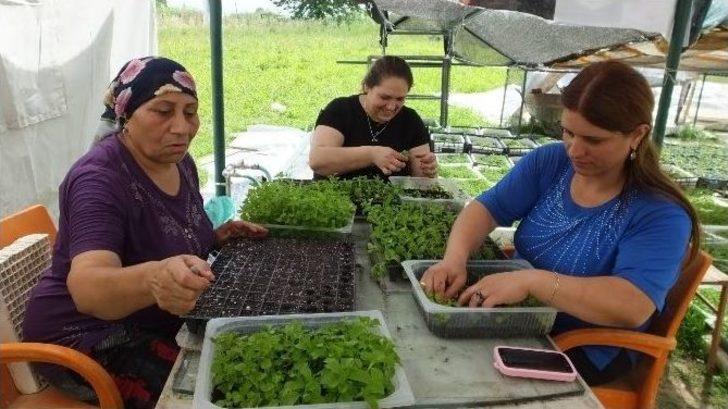 Türkiye’de Şeker Otu Burhaniye’de Üretiliyor G4