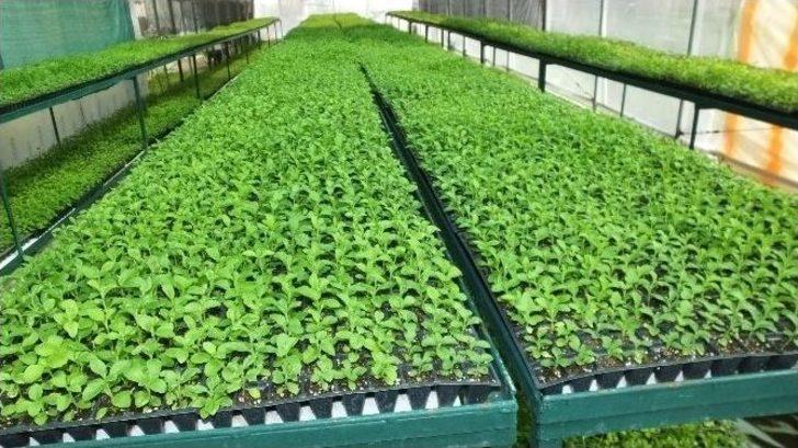 Türkiye’de Şeker Otu Burhaniye’de Üretiliyor G5